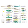 Mirror Image Swim Bait Pro Shad Kit - 40 Piece